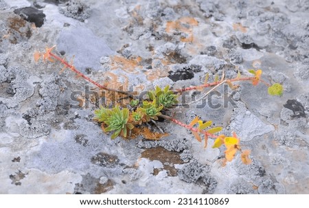 Drought-resistant succulent plants in a rock fissure on the Kazantip plateau in eastern Crimea Royalty-Free Stock Photo #2314110869