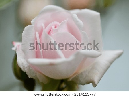 Sweetheart Rose Flower Botanical Bloom Royalty-Free Stock Photo #2314113777