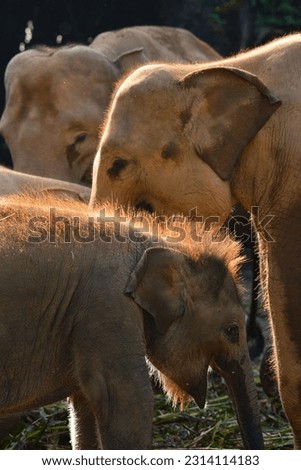 CISARUA, INDONESIA - Elephants that you can see while doing a Safari Journey at Taman Safari Indonesia in Cisarua, West Java - Indonesia. 23 June 2016