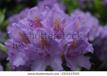 Beautiful and colourful rhododendron flower, pink, purple, violet