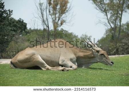 Dorcas gazelle lying in the grass basking in the sun.