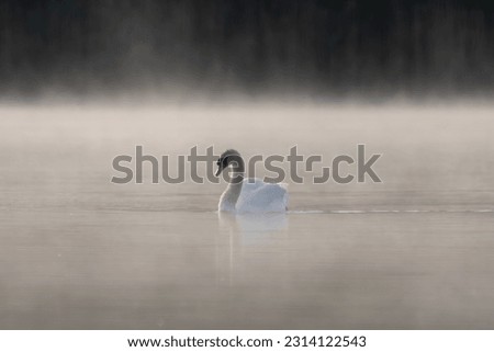 Mute swan - Cygnus olor swimming on calm lake in foggy morning. Photo from nearby Mragowo in Mazuria in Poland.