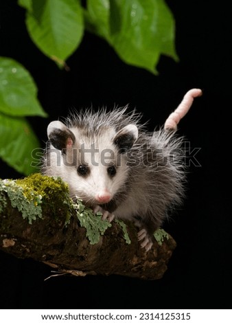 A stock image of Virginia Opossum, Pennsylvania, USA.