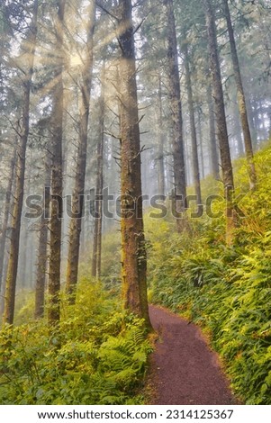 USA, Oregon. Lookout State Park trail with fog amongst Sitka spruce forest with sunrays Royalty-Free Stock Photo #2314125367