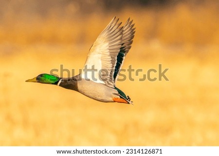 USA, New Mexico, Bosque Del Apache National Wildlife Refuge. Mallard drake duck flying Royalty-Free Stock Photo #2314126871