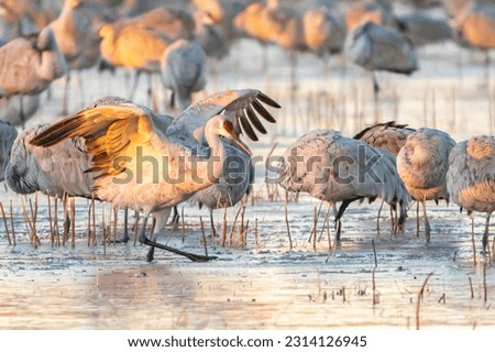 USA, New Mexico, Bosque Del Apache National Wildlife Refuge. Sandhill cranes walking on ice. Royalty-Free Stock Photo #2314126945