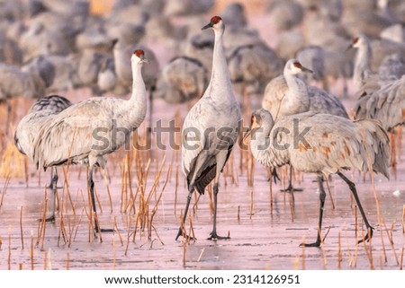 USA, New Mexico, Bosque Del Apache National Wildlife Refuge. Sandhill cranes walking on ice. Royalty-Free Stock Photo #2314126951