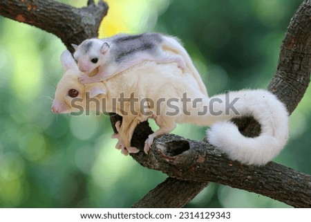 A mother sugar glider is foraging on a vine in the woods while holding her baby. This marsupial mammal has the scientific name Petaurus breviceps.