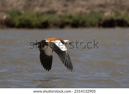 Ruddy shelduck flying low over water with his wings down and land in the background