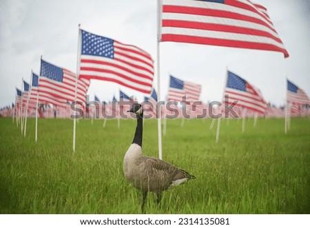 A shallow focus of a canadian invader goose standing on a grass field with American flags