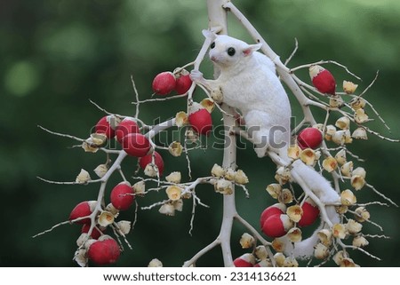 A leucistic sugar glider (Petaurus breviceps) is looking for food in a palm grove. 