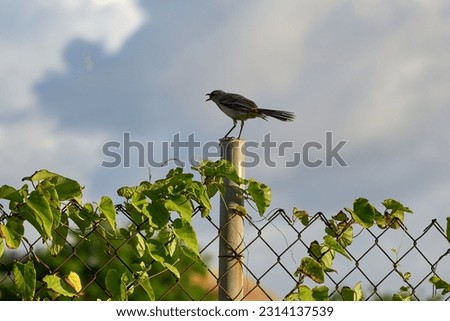 A close-up view of a Northern mockingbird perching on the column of a fence with green leaves