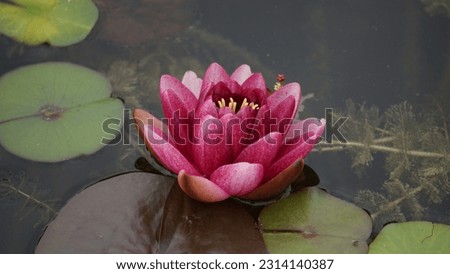 Late spring delight: Exploring the enchanting Purple water lily (Nymphaea Atropurpurea) at the park.