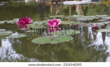 Late spring delight: Exploring the enchanting Purple water lily (Nymphaea Atropurpurea) at the park.