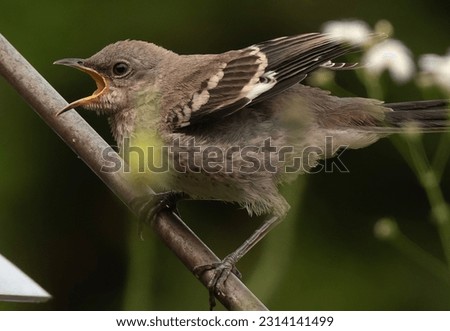 A Northern Mockingbird on a perch                               