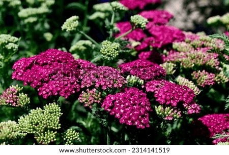 Bunches of saucy seduction flowers blooming in a garden Royalty-Free Stock Photo #2314141519