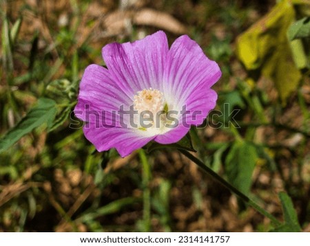a beautiful photo of a mellow-hibiscus flower bloomin g at the local city park Royalty-Free Stock Photo #2314141757