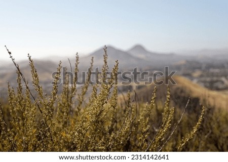 A close-up of a California sagebrush with hills in the background Royalty-Free Stock Photo #2314142641
