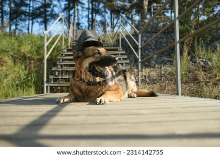 A dog in a hat walks in the park