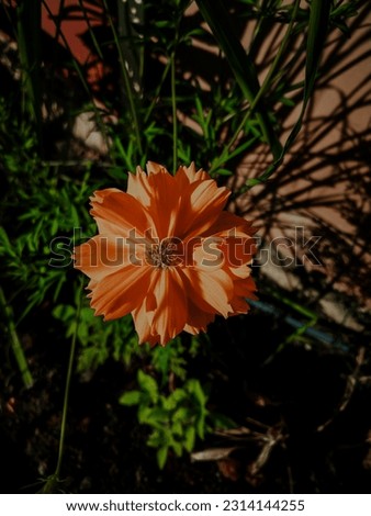 Picture of an orange flower in portrait mode, a flower is a plant that can be used as a home office decoration and so on