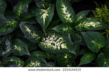 Flower pots with dieffenbachia in the flower shop. Banner
