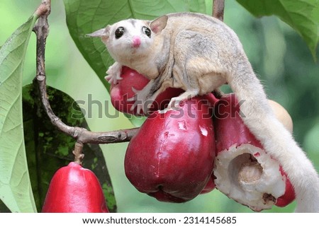 A young mosaic sugar glider eating a pink malay apple. This mammal has the scientific name Petaurus breviceps.