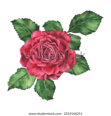 Red rose with leaves. Watercolor botanical illustration isolated on white background. Hand-drawn pink flower. Clip art sticker with flowering plants. For the design of cards for valentine's day