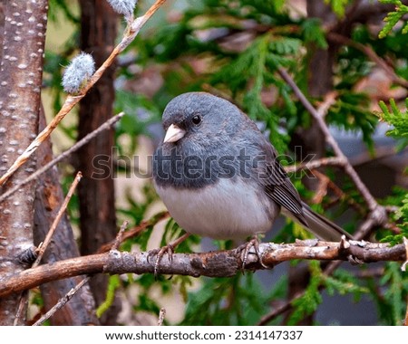 Junco close-up front view perched with a forest background in its environment and habitat surrounding. Dark-eyed Junco Picture.