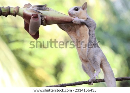 A young sugar glider is foraging on a banana flower. This mammal has the scientific name Petaurus breviceps.
