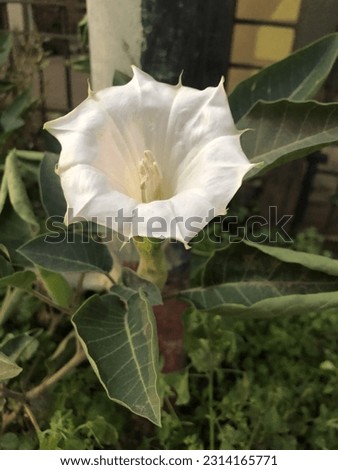 Focussed Datura Metal flower with blurred background