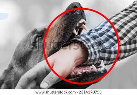 A male German shepherd bites a man by the hand. Royalty-Free Stock Photo #2314170753