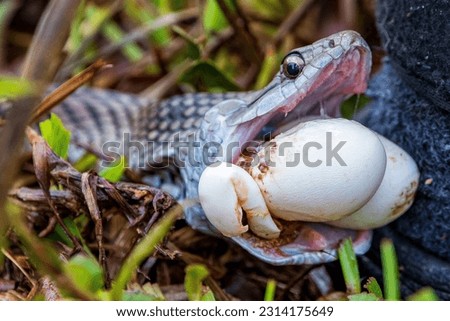 A snake opening his mouth and eating big eggs in the forest ground