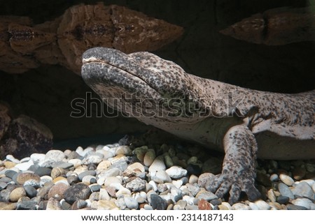 A closeup of a Chinese giant salamander with rocks in a background