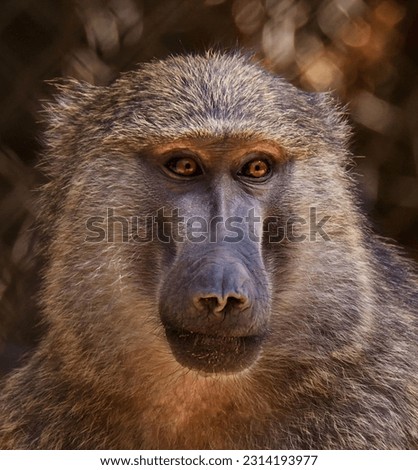A closeup shot of the Guinea Baboon