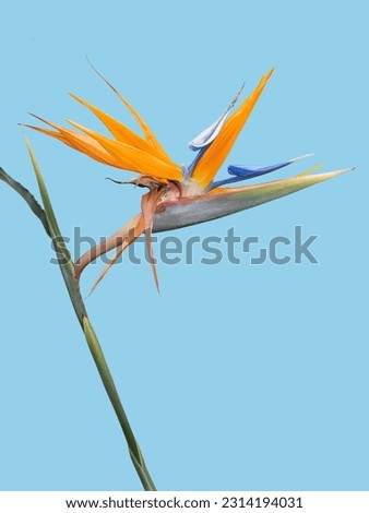 Strelitzia cut out and isolated or the bird of paradise blossom in the flowerbeds of the tropical streets of Brazil.