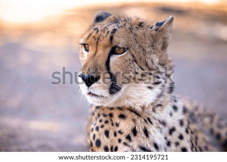 A closeup shot of a beautiful cheetah in Namibia on the blurry background