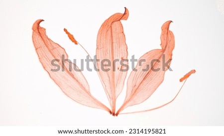 Pressed and dried delicate Lilies Lilium Lily flower and leaves isolated from background. For use in scrapbooking, floristry or herbarium.

 Royalty-Free Stock Photo #2314195821