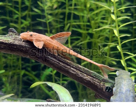 The red lizard catfish on wood in background of water plants Royalty-Free Stock Photo #2314196891