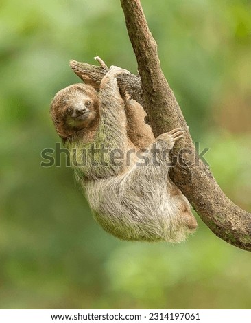 A sloth hanging on a tree