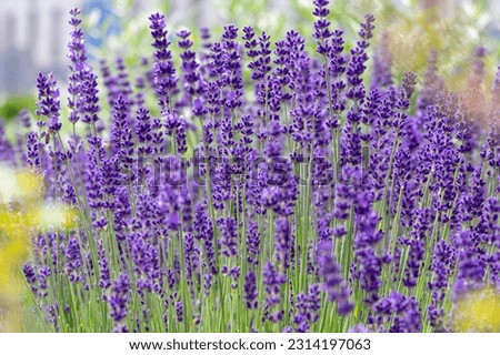 Lavandula angustifolia bunch of flowers in bloom, purple scented flowering bouquet of smelling beautiful plants Royalty-Free Stock Photo #2314197063