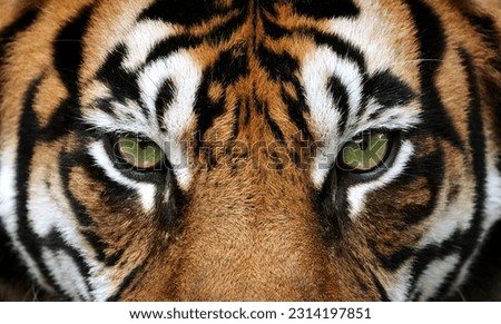 close up of a tiger Royalty-Free Stock Photo #2314197851