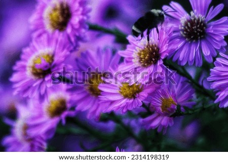 A closeup shot of delicate purple European Michaelmas daisies (Aster amellus) on the blurred background Royalty-Free Stock Photo #2314198319