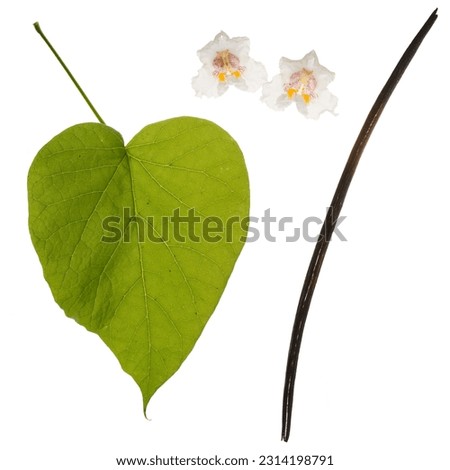 Catalpa bignonioides leaf, flowers and seeds isolated on white background Royalty-Free Stock Photo #2314198791
