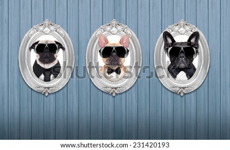 three cool dogs in  frames hanging on a wooden blue wall