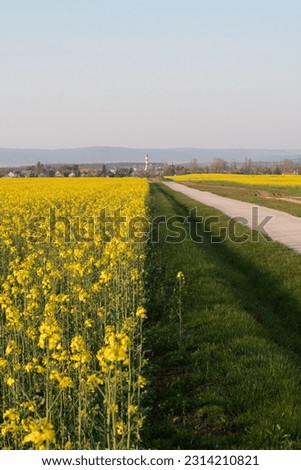 A vibrant yellow meadow bursting with wildflowers and lush greenery, set against a dirt road lined with trees