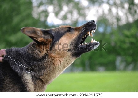 Side profile of Barking Sheepdog - dog owner holding dog on chain Royalty-Free Stock Photo #2314211573