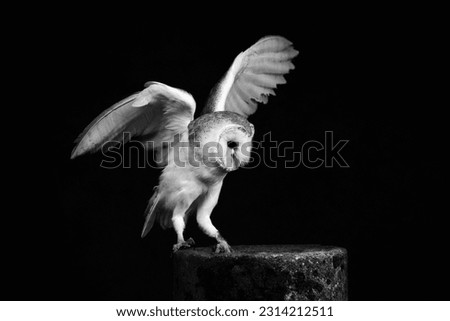 This beautiful white owl stands atop a tree stump, its wings spread out elegantly
