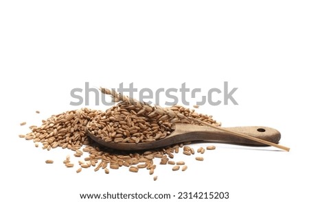 Organic peeled spelt grains and ear of wheat in wooden spoon isolated on white, side view Royalty-Free Stock Photo #2314215203