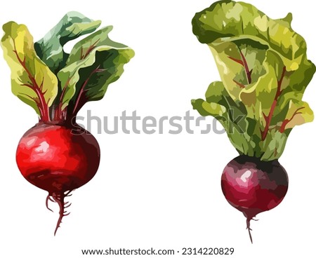 Beet clipart, isolated vector illustration. Royalty-Free Stock Photo #2314220829