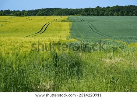 Light barley field and dark rye field side by side, crop rotation can maintain soil fertility, rural landscape and agriculture concept, copy space, selected focus Royalty-Free Stock Photo #2314220911